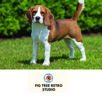 Fig Tree Retro Studio - Accommodation in Bendigo