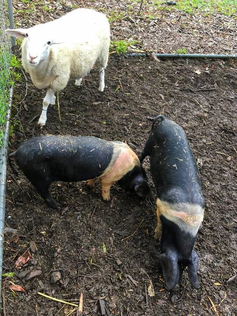 Geelong Tiny House - Accommodation in Bendigo 3