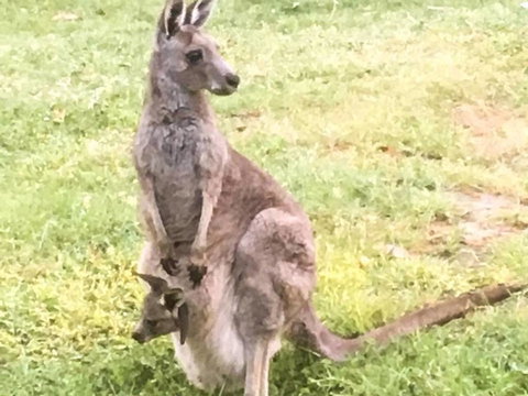 Geelong Tiny House - Accommodation in Bendigo 1