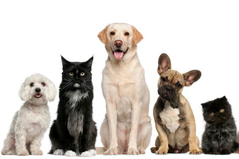 Golf Club Motor Inn Wingham - Accommodation in Bendigo 1