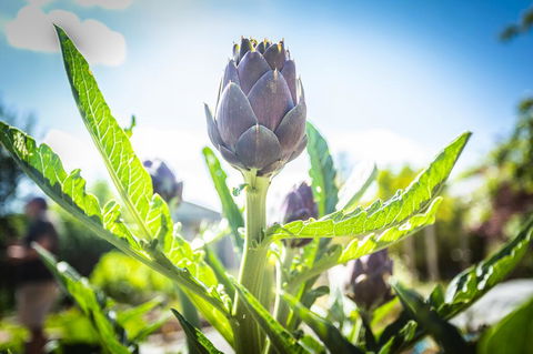 Gracefield Estate - Accommodation in Bendigo 1