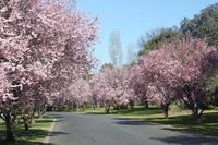 Book Kelso Accommodation Vacations Accommodation in Bendigo Accommodation in Bendigo