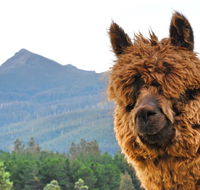 Maydena Mountain Cabins - Accommodation in Bendigo