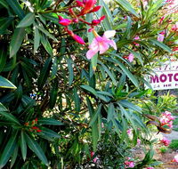 Mercury motor inn - Accommodation in Bendigo