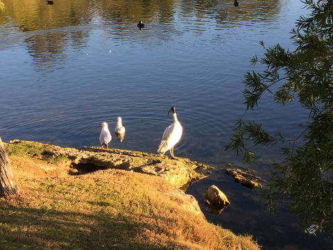 Lakeside Views - Accommodation in Bendigo 19