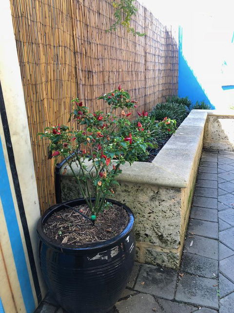 BeachHideaway@Scarborough - Accommodation in Bendigo 33