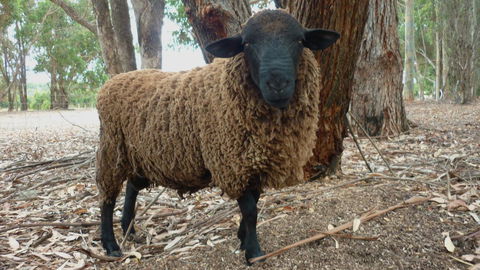 Margaret River Hideaway & Farmstay - Accommodation in Bendigo 27