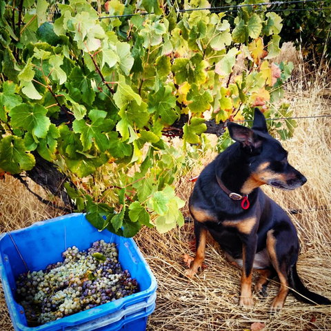 Hotham Ridge Estate - Accommodation in Bendigo 33