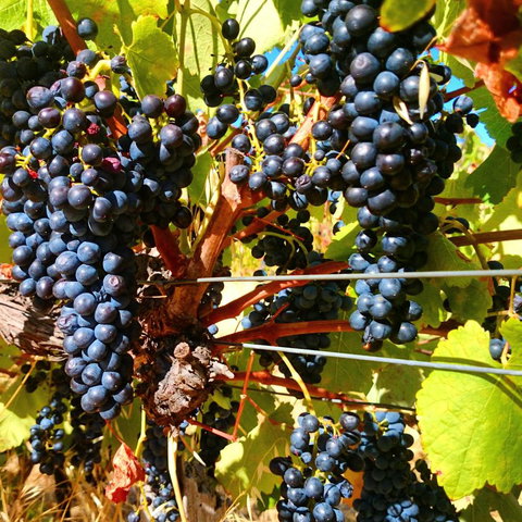 Hotham Ridge Estate - Accommodation in Bendigo 32