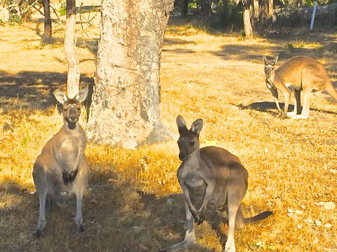 Sandpiper Retreat - Accommodation in Bendigo 37