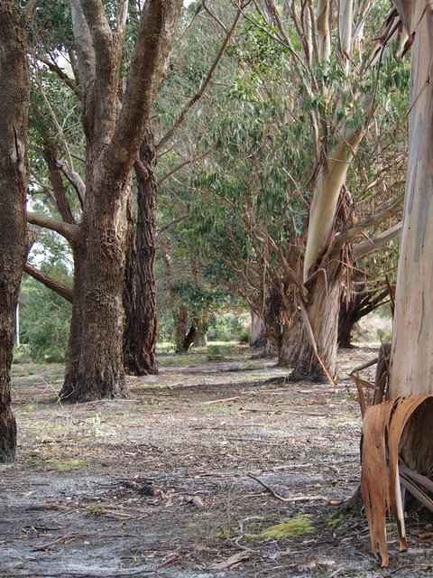 Riverside Retreat Chalets, Walpole - Accommodation in Bendigo 16