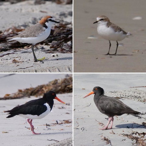 Riverside Retreat Chalets, Walpole - Accommodation in Bendigo 25