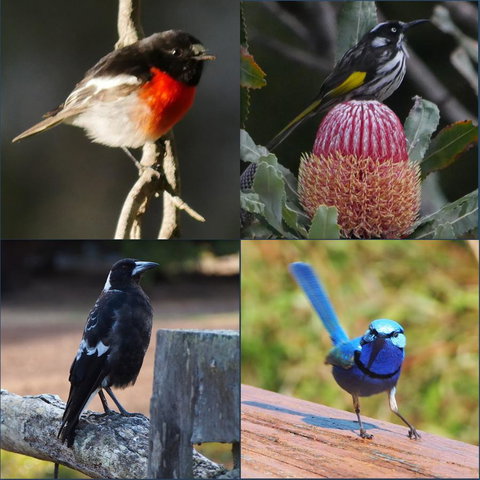 Riverside Retreat Chalets, Walpole - Accommodation in Bendigo 23