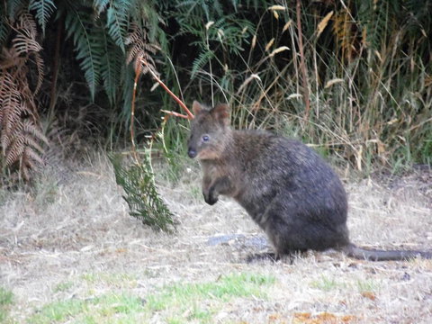 Riverside Retreat Chalets, Walpole - Accommodation in Bendigo 22