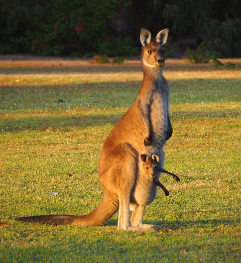 Riverside Retreat Chalets, Walpole - Accommodation in Bendigo 21