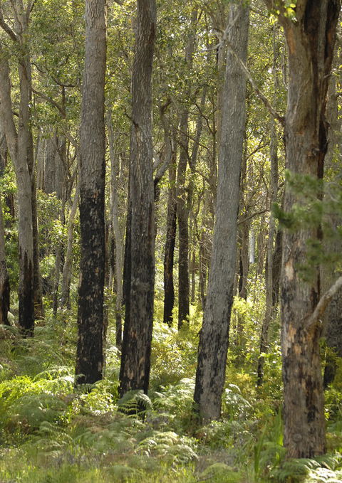 Margarets Forest - Accommodation in Bendigo 36