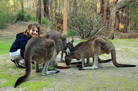 Yelverton Brook Conservation Sanctuary - Accommodation in Bendigo 5