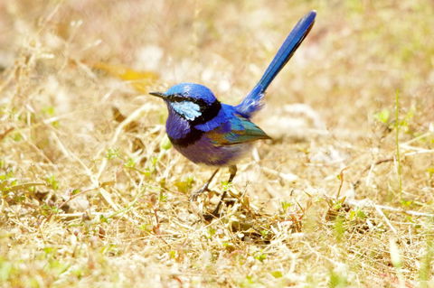 Yelverton Brook Conservation Sanctuary - Accommodation in Bendigo 23