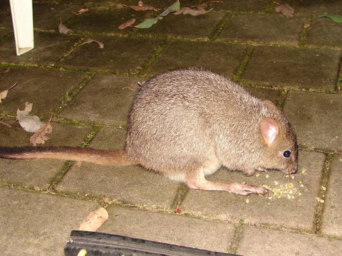 Yelverton Brook Conservation Sanctuary - Accommodation in Bendigo 37