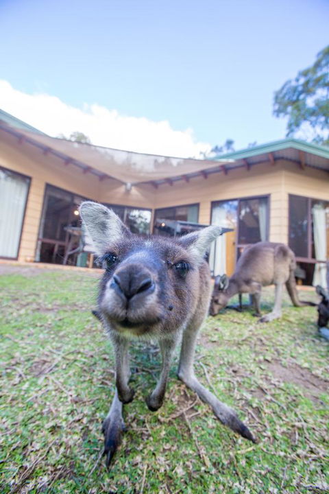 Yelverton Brook Conservation Sanctuary - Accommodation in Bendigo 17