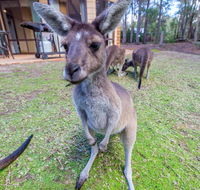 Yelverton Brook Eco Spa Retreat  Conservation Sanctuary - Accommodation in Bendigo