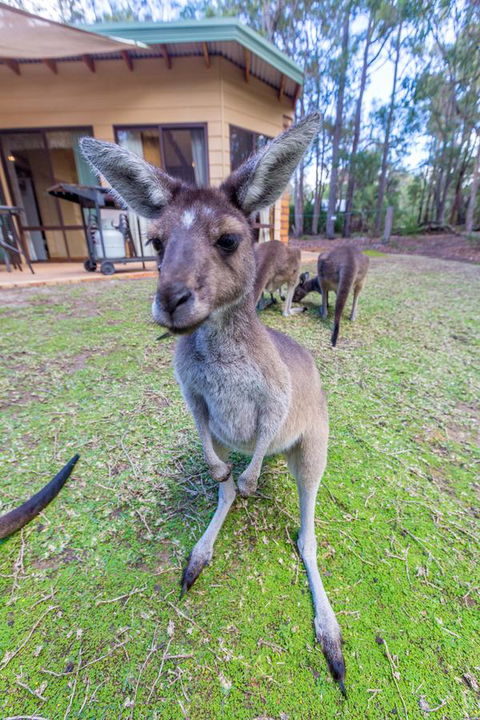 Yelverton Brook Conservation Sanctuary - Accommodation in Bendigo 0