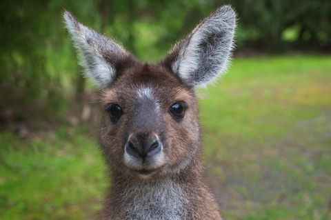Yelverton Brook Conservation Sanctuary - Accommodation in Bendigo 25