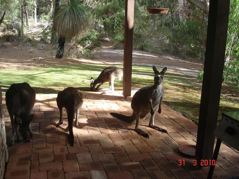 Yelverton Brook Conservation Sanctuary - Accommodation in Bendigo 22