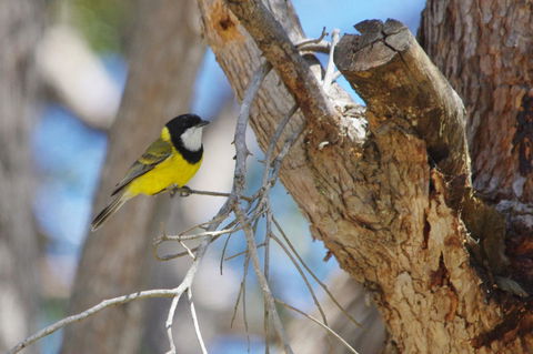 Yelverton Brook Conservation Sanctuary - Accommodation in Bendigo 35