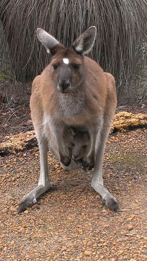 Yelverton Brook Conservation Sanctuary - Accommodation in Bendigo 27