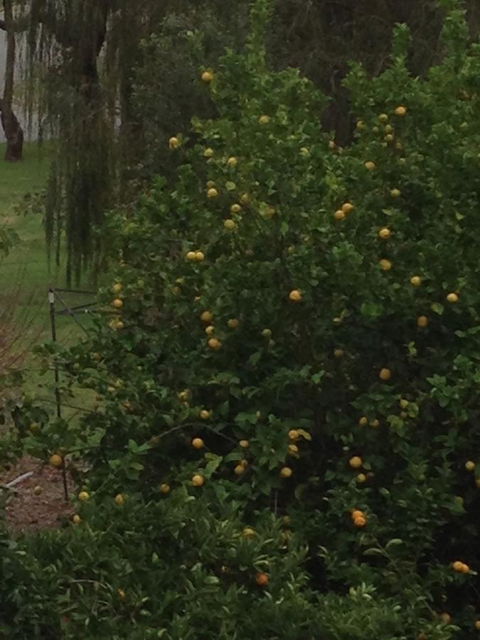 Bright & Beautiful Home On The Hills! - Accommodation in Bendigo 34