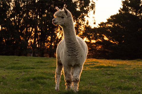 Celestine Retreat - Accommodation in Bendigo 10