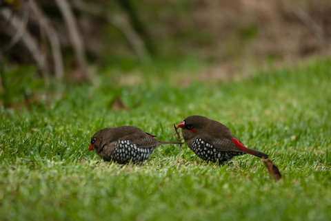 Celestine Retreat - Accommodation in Bendigo 12