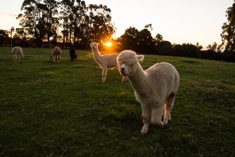 Celestine Retreat - Accommodation in Bendigo 2