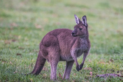 Celestine Retreat - Accommodation in Bendigo 4