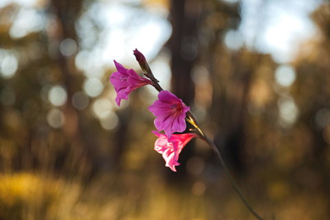 Amaroo Retreat & Spa - Accommodation in Bendigo 14