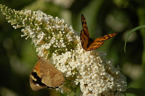 Cape Howe Cottages - Accommodation in Bendigo 31