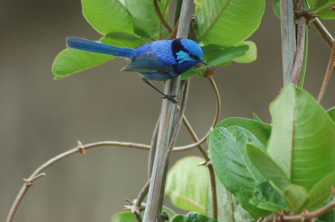 Cape Howe Cottages - Accommodation in Bendigo 14