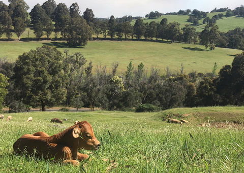 Balingup Highview Chalets - Accommodation in Bendigo 34