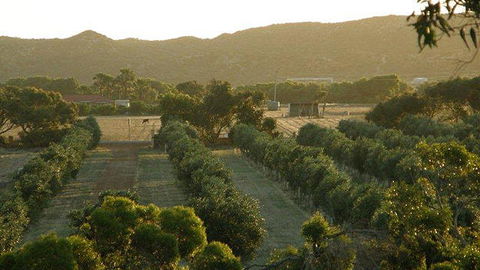 Bentwood Olive Grove Accommodation - Accommodation in Bendigo 20