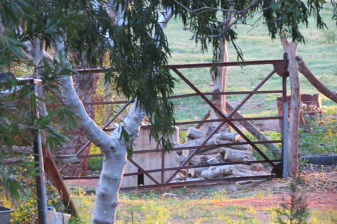 Bentwood Olive Grove Accommodation - Accommodation in Bendigo 25