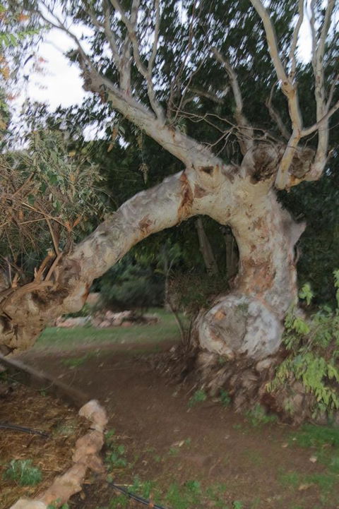 Bentwood Olive Grove Accommodation - Accommodation in Bendigo 22