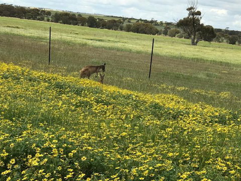 The Mains Guest House 2 Bedroom Farm Stay - Accommodation in Bendigo 15