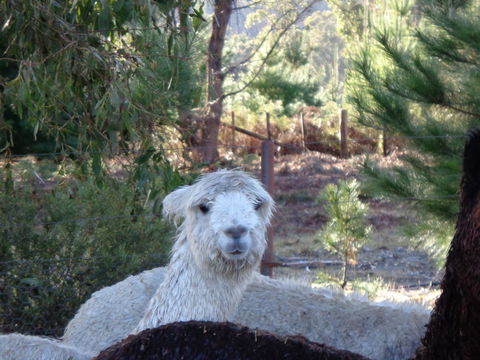 Post House Cottage - Accommodation in Bendigo 21