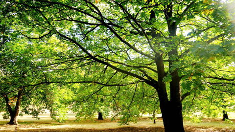 New Norfolk Junction Motel - Accommodation in Bendigo 25