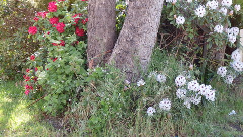Karoola Cottage Self Contained - Accommodation in Bendigo 16