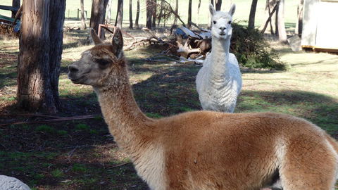Karoola Cottage Self Contained - Accommodation in Bendigo 26