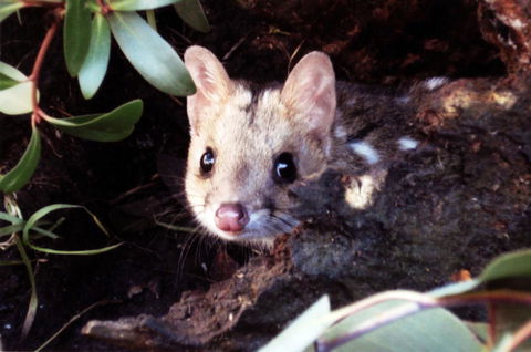 Cradle Mountain Love Shack - Accommodation in Bendigo 16
