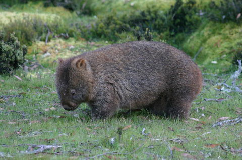 Cradle Mountain Love Shack - Accommodation in Bendigo 27