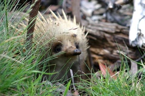 Cradle Mountain Love Shack - Accommodation in Bendigo 23